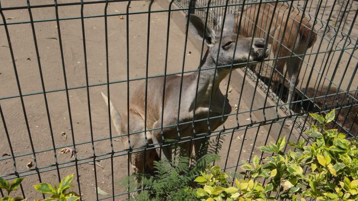 canguro rojo zooira (2)