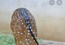 Ven al ZooIra y conoce a la nueva cría de Venado Axis